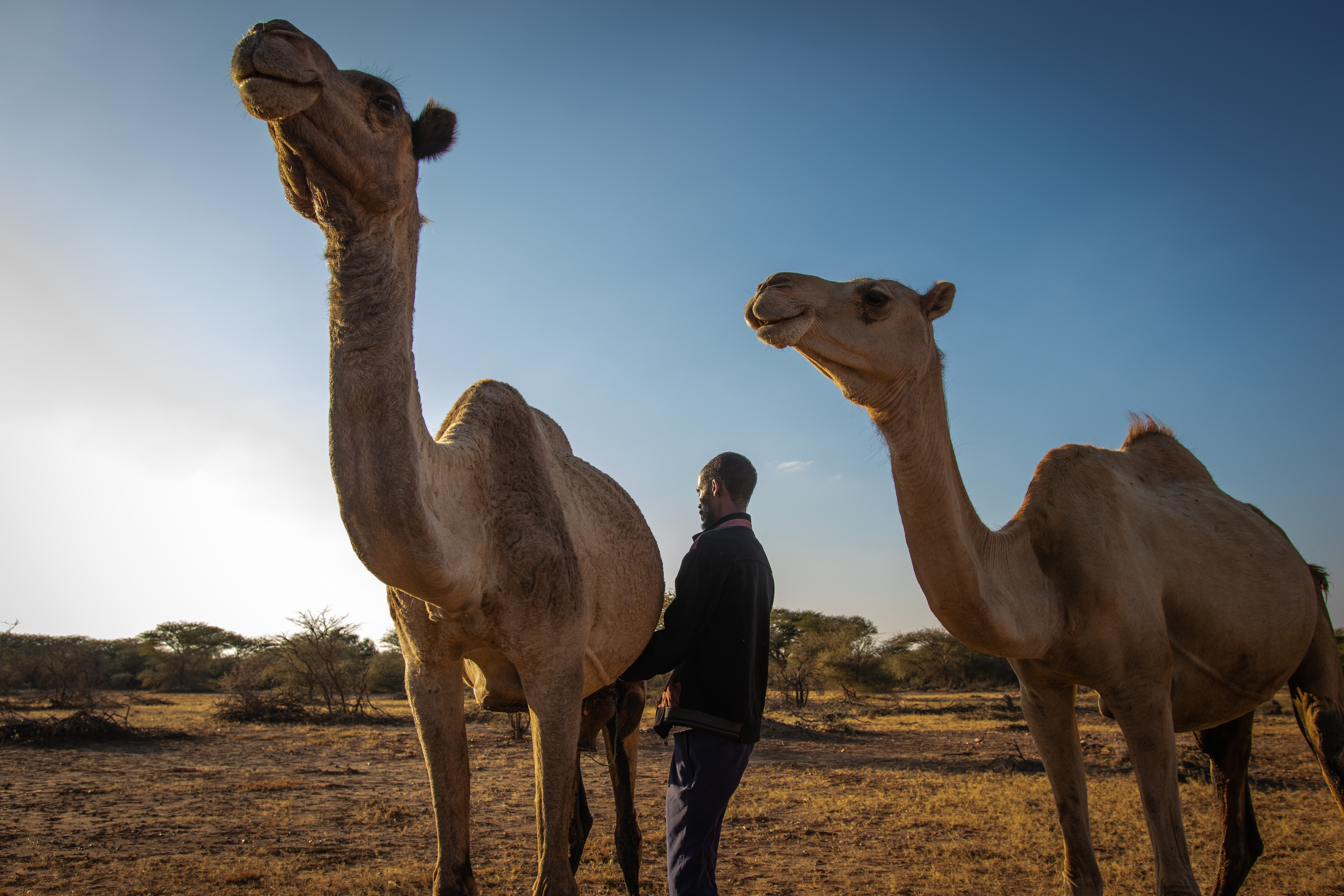 Exploring Camel Leasing's Impact on Resilience