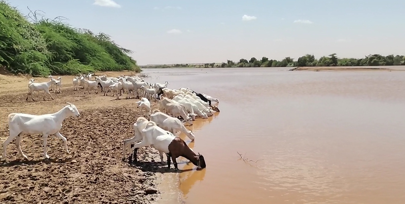 a heard of goats drinking from a shallow pond