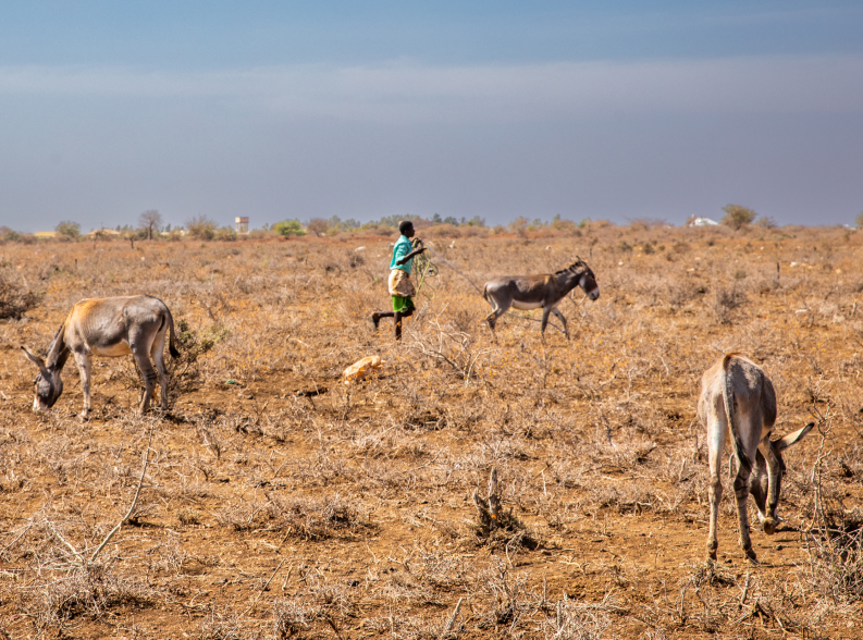 Coping with the drought crisis in Somalia