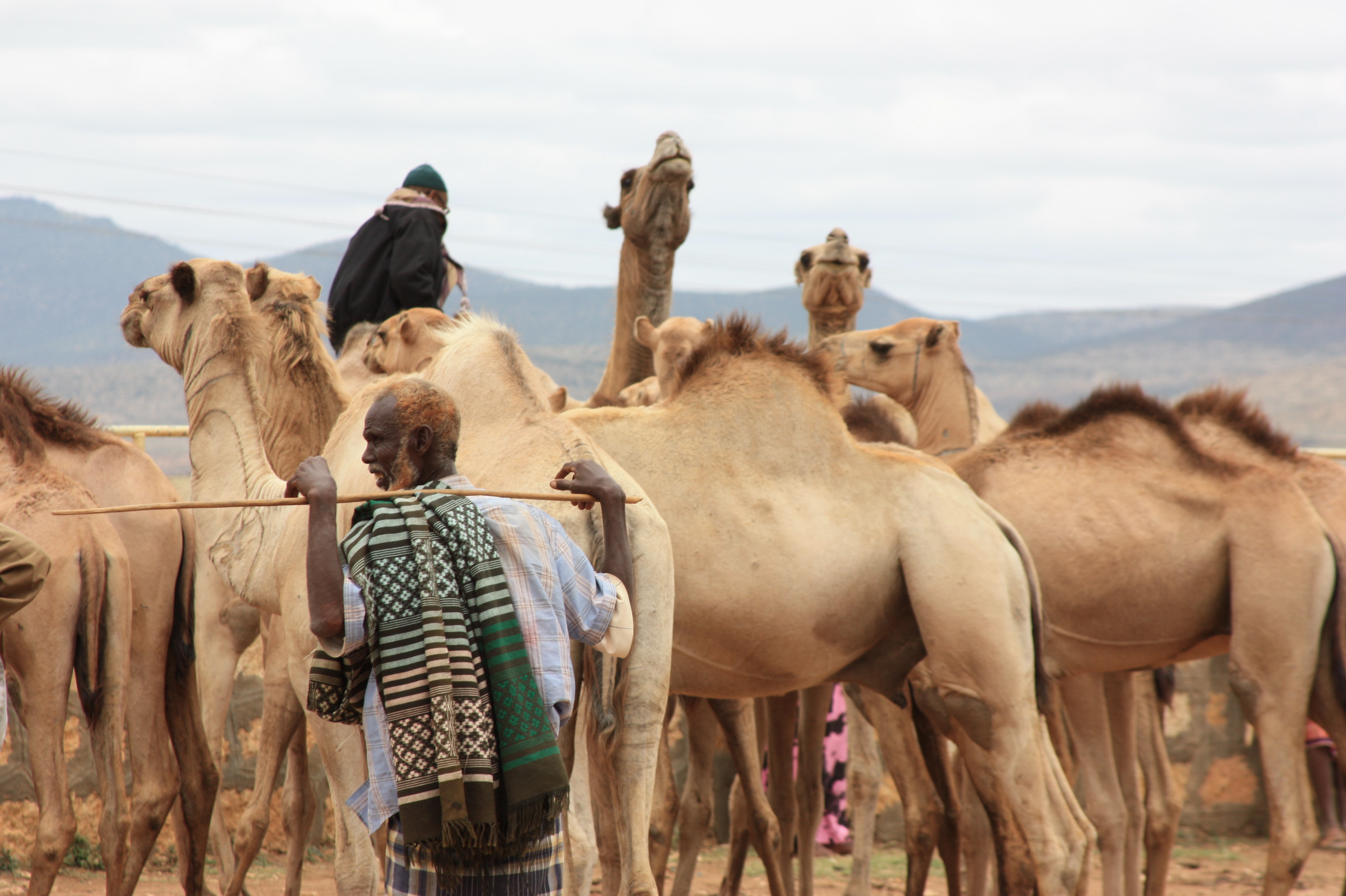 man with camels