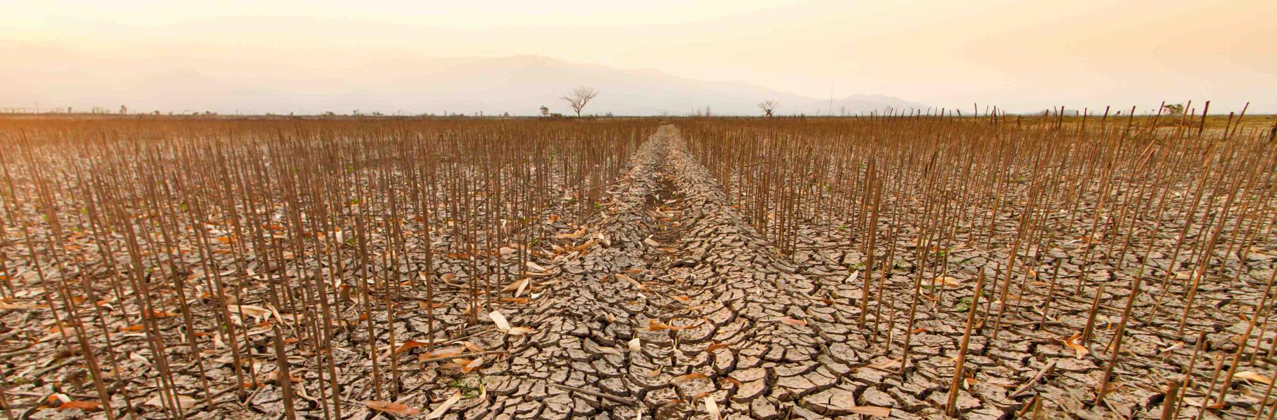 drought desertification